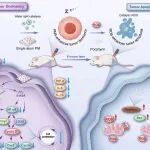 ACS Nano：纳米生物催化剂驱动的氢气时空递送可诱导休眠增强的催化肿瘤治疗