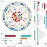 又一篇！Nature Plants | 着丝粒的“三国演义”北京大学郭立团队破译芸薹属作物着丝粒演化密码