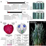继Science后，中科院国家杰青团队再发Nature子刊，揭示成对NLR协同调控小麦成株期白粉病抗性新机制