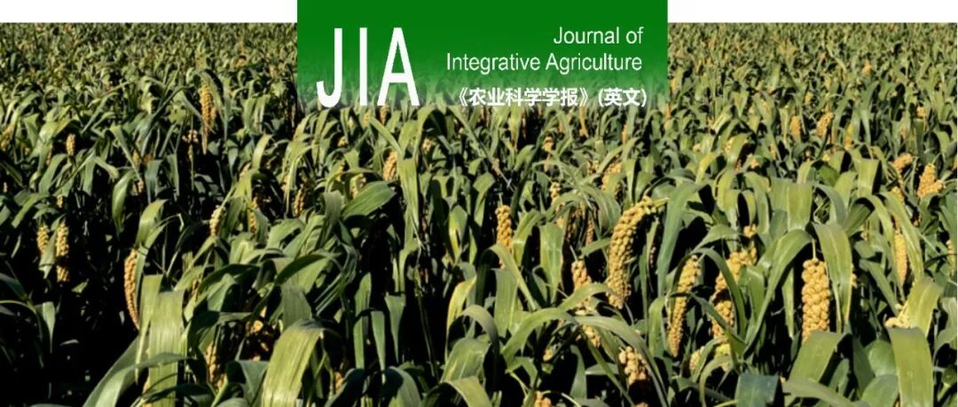 JIA | 中国农业科学院作科所谷子基因资源研究团队：谷子盐胁迫响应信号网络