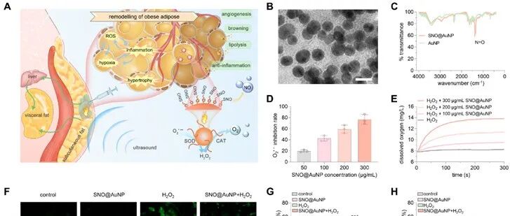 ACS Nano Med. | 超声响应纳米疗法多模态重塑肥胖脂肪