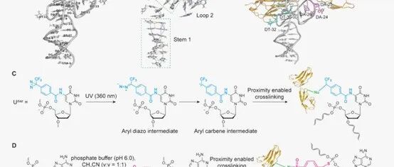 JACS|双共价适配子在NK细胞介导的肿瘤治疗中用于持续蛋白质降解和提高细胞毒性的化学演变