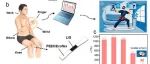 苏州大学《ACS ANM》在PEEK/Ecoflex复合材料上进行原位激光诱导石墨烯的拉伸应变传感