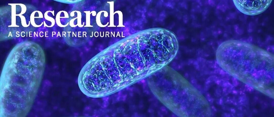 Research综述|力学信号调控线粒体形态与功能