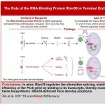 Blood | 湖南大学梅杨教授团队揭示血液罕见病发病潜在新机制