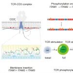 Mol Cell | 分子细胞卓越中心许琛琦组合作揭示抗原受体TCR信号多样性的脂质静电调控机制