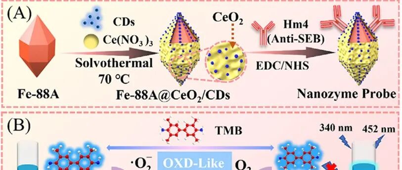 Adv. Sci. | 具有增强类氧化酶活性的三通道电子工程化Fe-88A@CeO2/CDs纳米酶，可实现高效仿生催化