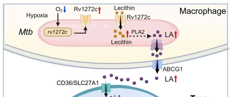 Nat Microbiol | 同济大学戈宝学等发现结核杆菌上调调节性T细胞CTLA-4抑制宿主抗结核免疫
