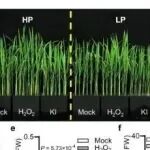 浙江大学毛传澡团队最新Nature子刊