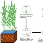 清华大学吉庆华等FESE：纳米塑料加剧植物-土壤系统中CH&#8324;和N&#8322;O的排放