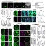 西北农林科技大学单卫星团队最新Science子刊
