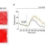 Sci Adv丨北京大学岳伟华等研究发现在精神分裂症小鼠模型中Nkapl缺失通过mPFC中间神经元功能障碍导致认知缺陷