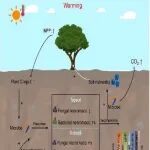 鼎湖山站研究发现增温对微生物残体的负面影响在底层土壤消失