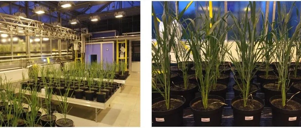 研究成果发表在Science、Molecular Plant、Plant Cell等期刊，他们将主讲植物分子互作分析技术课程