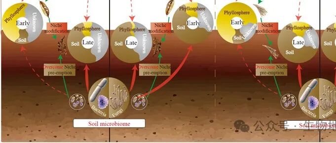 东北师范大学白娥教授团队在《ISME Communications》发文揭示微生物群落演替驱动凋落物分解的新机制