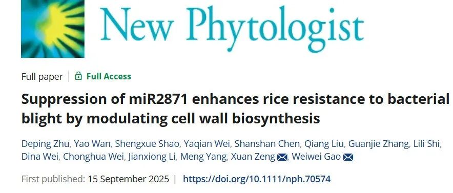 文献分享|抑制 miR2871 通过调控细胞壁生物合成增强水稻对白叶枯病的抗性