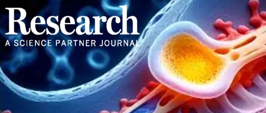 Research综述|骨代谢研究中的新视角：破骨细胞中的溶酶体–铁–线粒体轴与骨疾病干预