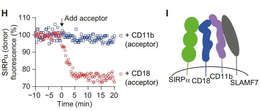 巨噬细胞独立于CD47的免疫抑制—SIRPα与CD18顺式结合