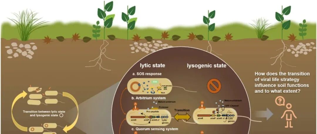 综述文章丨GLOBAL CHANGE BIOL：土壤病毒生活史策略转换及其对生态系统与土壤功能的影响
