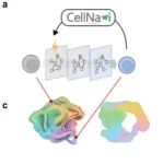 Nat Cell Biol｜邓攀团队提出AI框架CellNavi，为细胞研究装上“导航仪”
