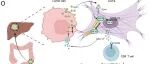 Cancer Res丨北京大学沈琳等发现SPP1通过刺激癌症相关成纤维细胞产出CXCL12可驱动结直肠癌肝转移和免疫治疗抵抗