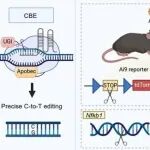 Mol Cell丨复旦大学周行涛等研究设计了具有增强基因组编辑活性的超紧凑Fanzor-ωRNA系统