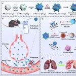 ACS Nano：雾化吸入工程化细胞外囊泡以阻断转移前生态位构建并抑制黑色素瘤术后肺转移