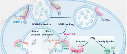 中科院新揭示Munc13-4调控外泌体PD-L1的免疫逃逸机制