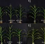 河南农业大学博士生一作在植物科学一区Top期刊（IF5y=12.1）发表研究成果