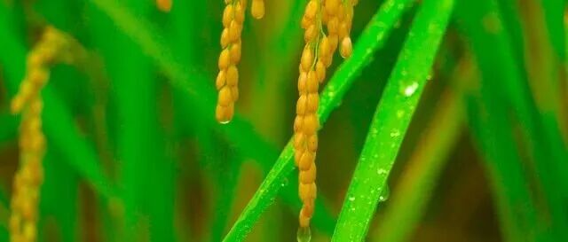 重磅！刚刚，我国植物科学领域再发Cell