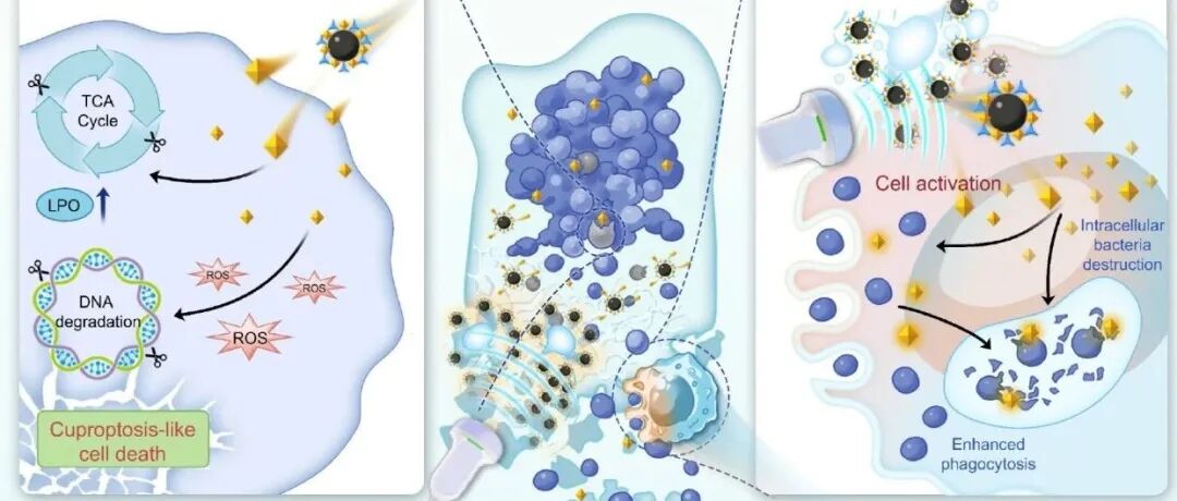【ACS Nano】通过离子微泡介导的铜离子激增破坏生物膜耐受性以清除感染-南京大学