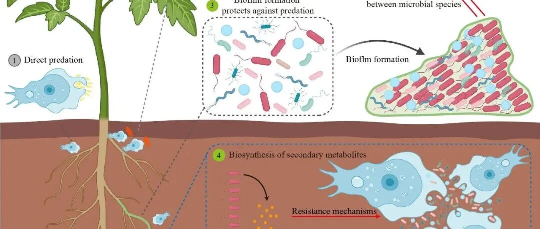 Nature Communications | 沈其荣院士团队揭示土壤原生动物与根际菌群互作促进植物健康生长的微生态机制