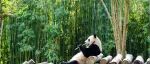 吃肉不香吗？熊猫有食肉肠胃，为什么只爱啃竹子