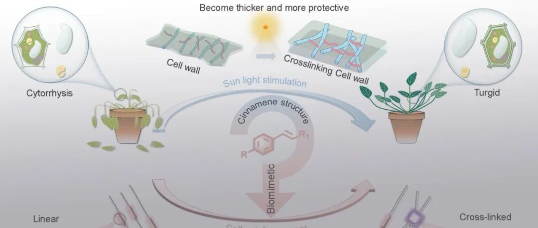 四川大学王玉忠团队 AFM：可反复化学循环自增强多功能生物基聚酯材料