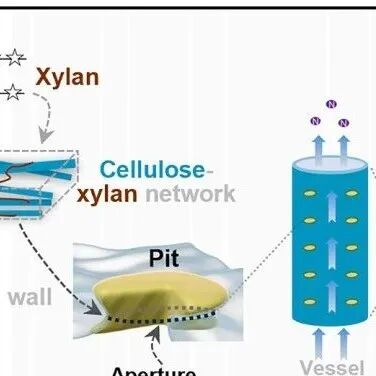 遗传与发育生物学研究所最新Cell