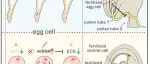 Dev Cell | 武汉大学赵鹏团队表明，有害的microRNAs的降解保护了受精卵细胞