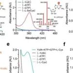 Nat Commun丨四川大学程伟等团队研究揭示6-硫鸟嘌呤生物合成中YcfA-YcfC系统形成硫代酰胺的机制