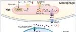 Nat Microbiol | 同济大学戈宝学团队合作发现结核杆菌上调调节性T细胞（Treg）CTLA-4抑制宿主抗结核免疫