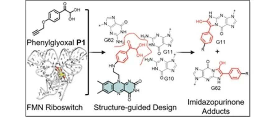 文献分享| J. Am. Chem. Soc.：靶向核糖开关的生物活性共价小分子的结构引导设计