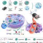 Nano Lett：中性粒细胞介导的协同化学免疫疗法平台用于治疗非小细胞肺癌