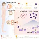Biomaterials：聚合物工程化脂质体递送的依布硒啉可通过破坏氧化还原平衡和直接激活p53对抗肿瘤