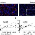 Mol Cancer丨浙江大学凌琪/李洪军团队研究设计的双功能RNA调控系统可增强MHC-I类抗原呈递并逆转肿瘤免疫逃逸
