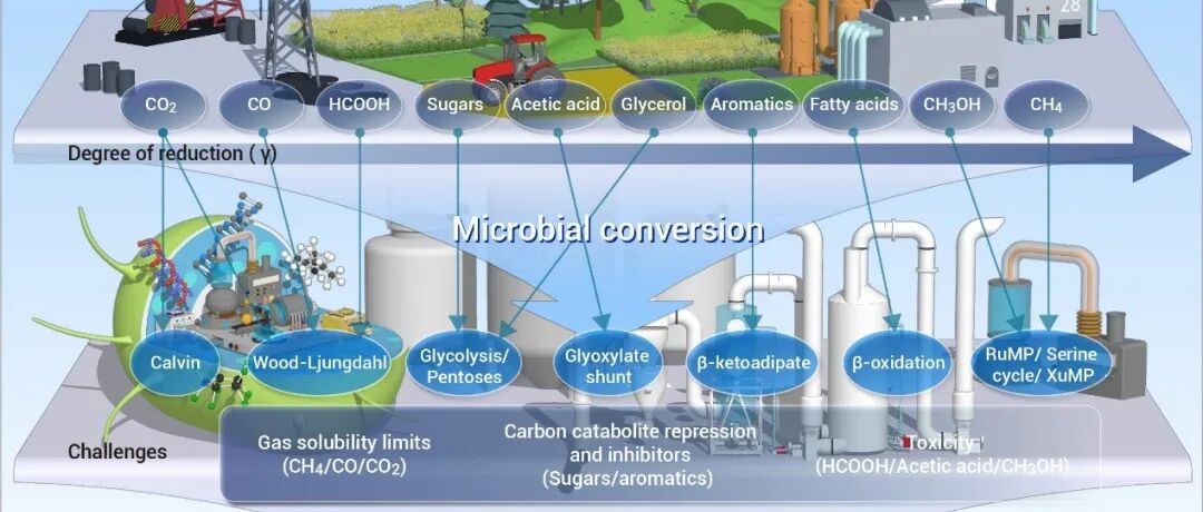 The Innovation Life | “碳”源点金术：精准“投喂”微生物，铸就绿色生物制造