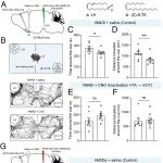 PNAS | 中国科学院动物研究所张云峰联合复旦大学附院余逸群揭示小鼠利用嗅觉识别高营养幼虫的神经机制