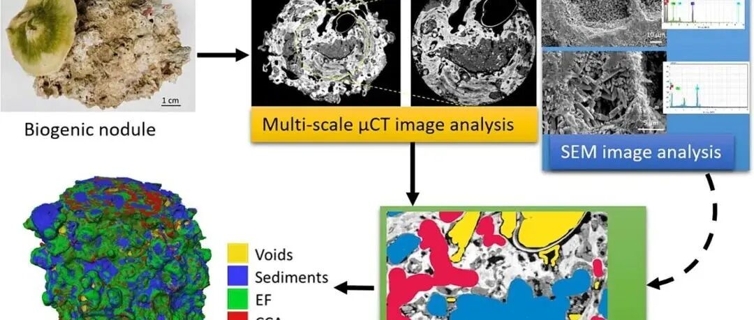 Geosci. Front. | 一种量化生物碳酸盐产量的新型多尺度μCT表征方法