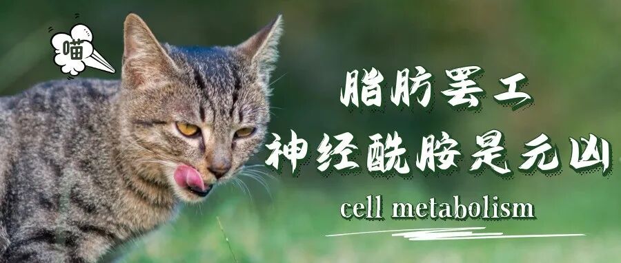 Cell Metabolism：脂肪罢工，神经酰胺是元凶