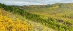 Journal of Ecology | 植物所白文明研究团队揭示了解剖结构随根级的变化对植物根系经济空间的影响