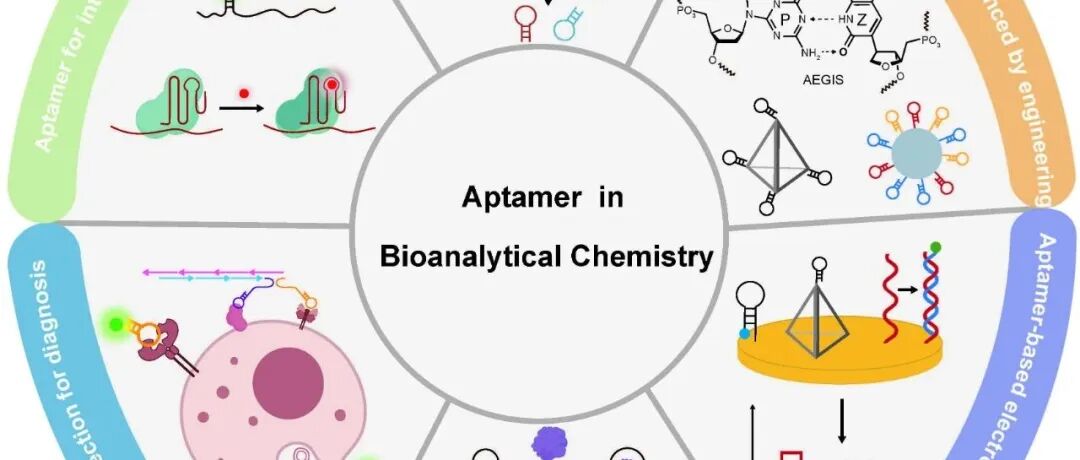 Science China Chemistry综述：生物分析化学中核酸适体的发展与应用新趋势