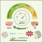 Cell Stem Cell | 刘光慧等发现维生素C对灵长类动物卵巢有保护作用