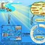 南昌大学生生不息团队WR：与Chlorella sp.的相互作用重塑阿斯巴甜的环境命运——从应激反应到污染物失稳